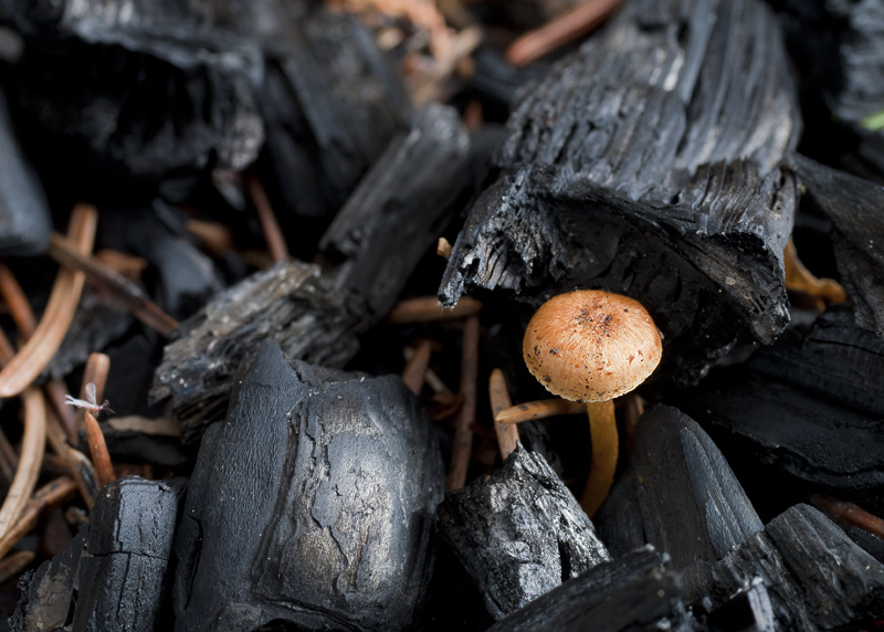 Pholiota highlandensis